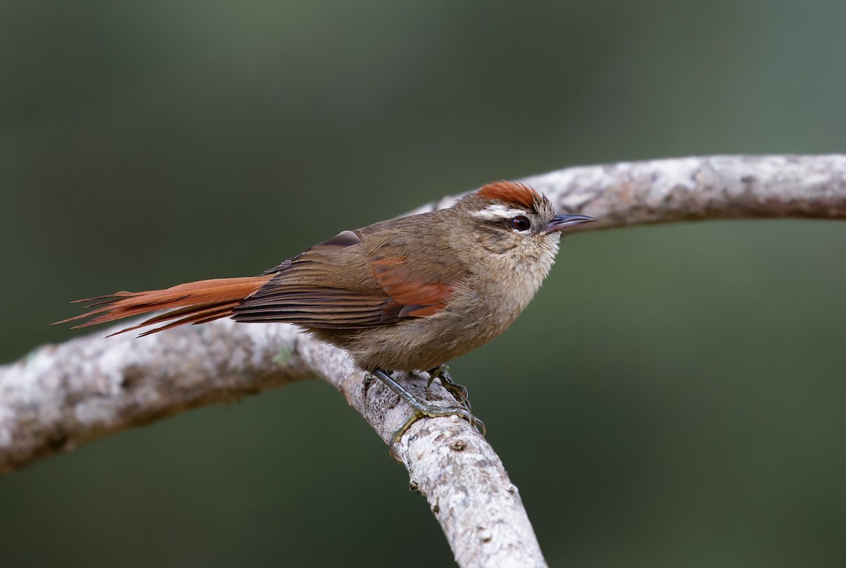 Pallid Spinetail - ML624911483