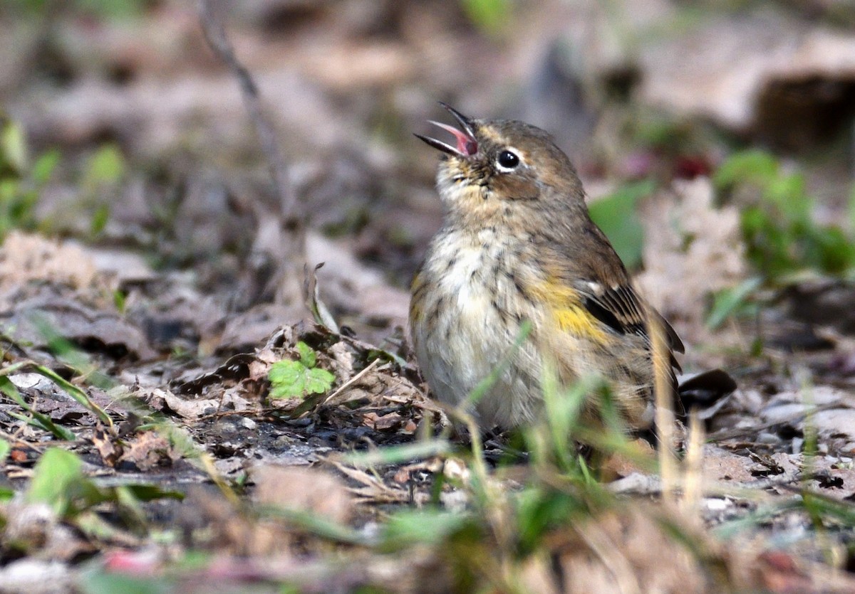 Yellow-rumped Warbler - ML624911486