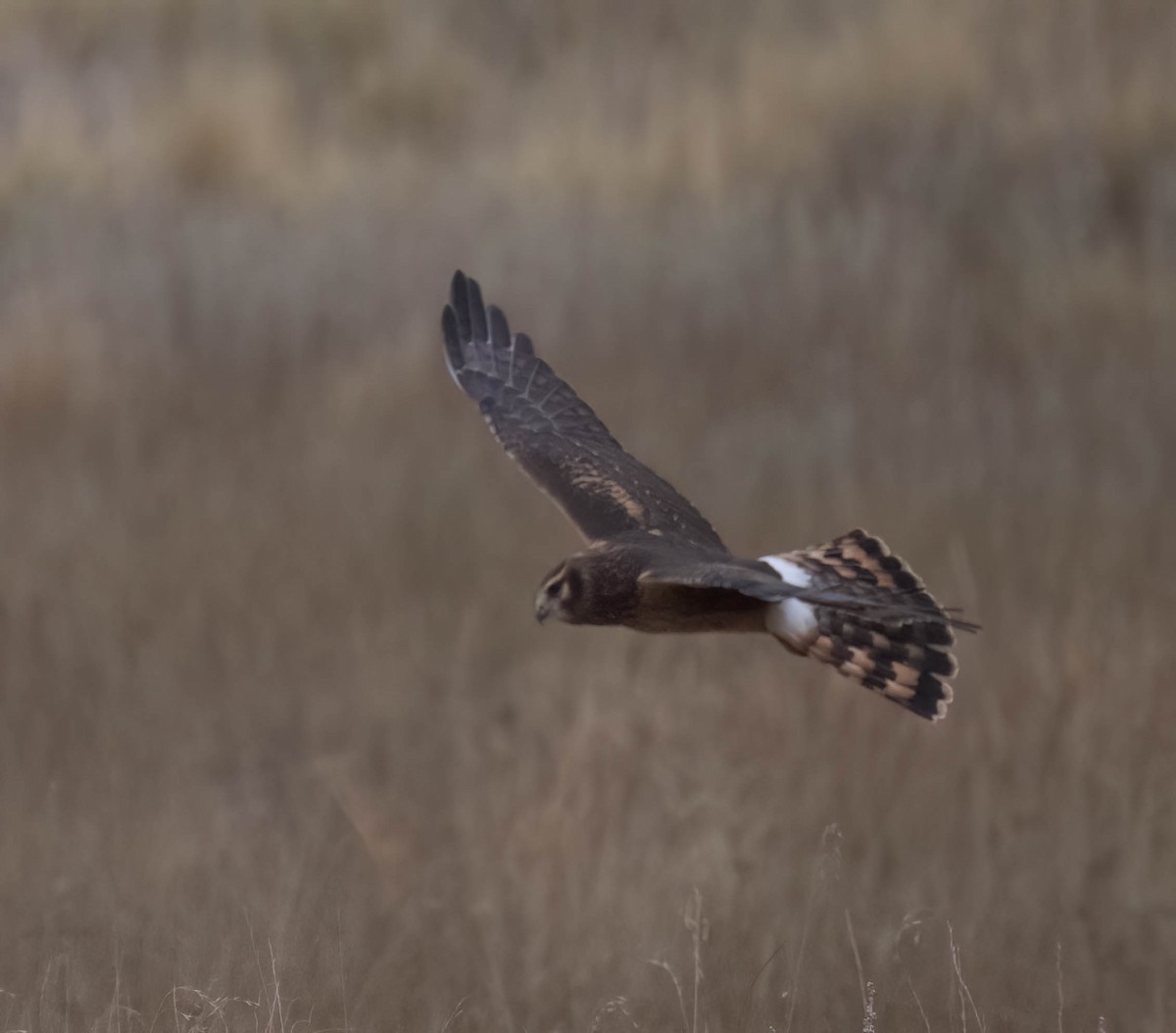 Northern Harrier - ML624911487