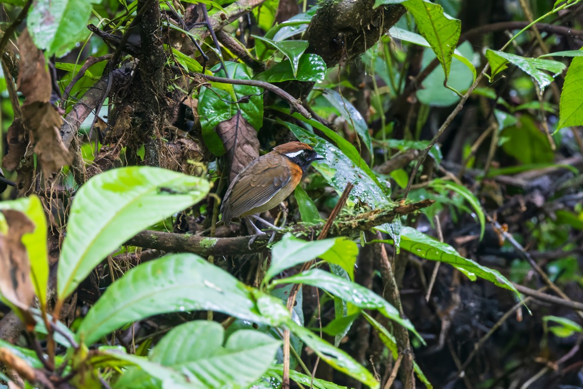 Chestnut-belted Gnateater - ML624911506