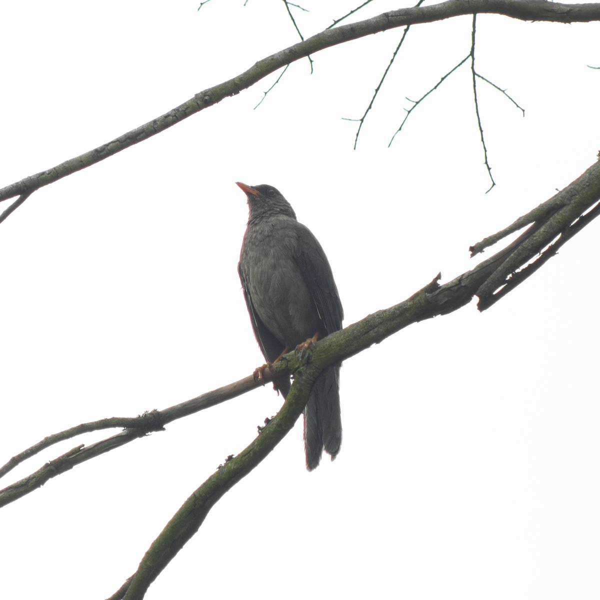 Great Thrush - ML624911618