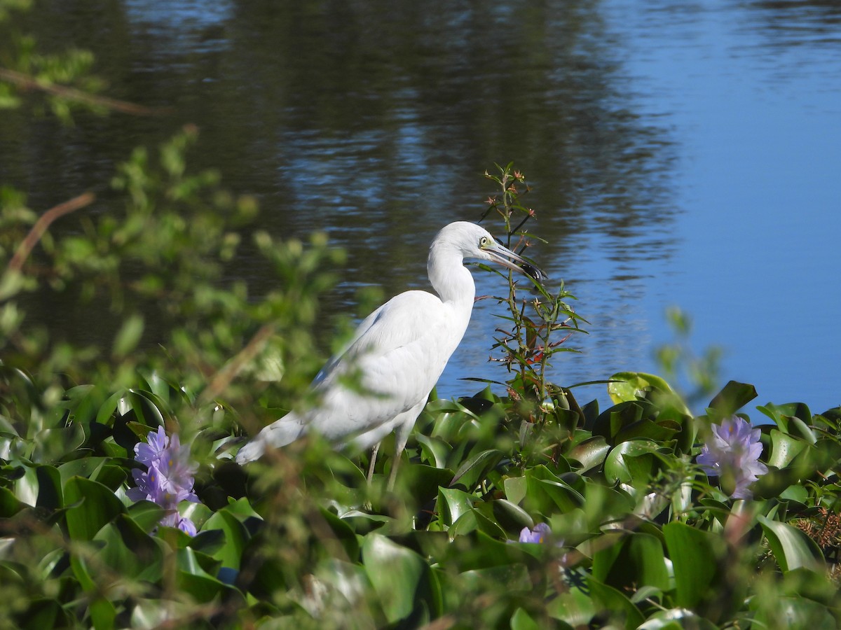 Little Blue Heron - ML624911644