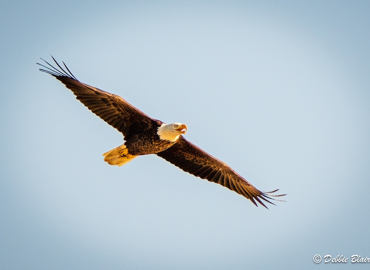 Bald Eagle - ML624911692