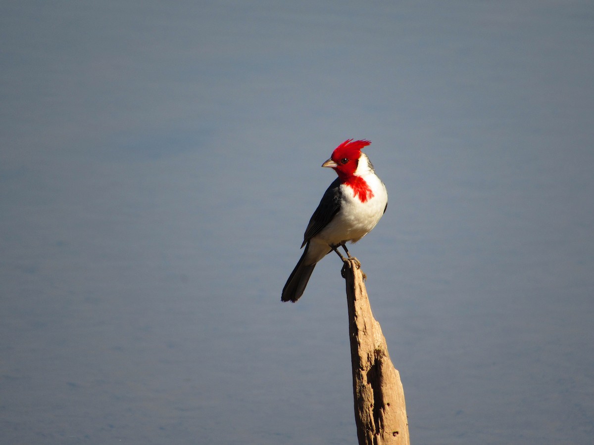 Red-crested Cardinal - ML624911707