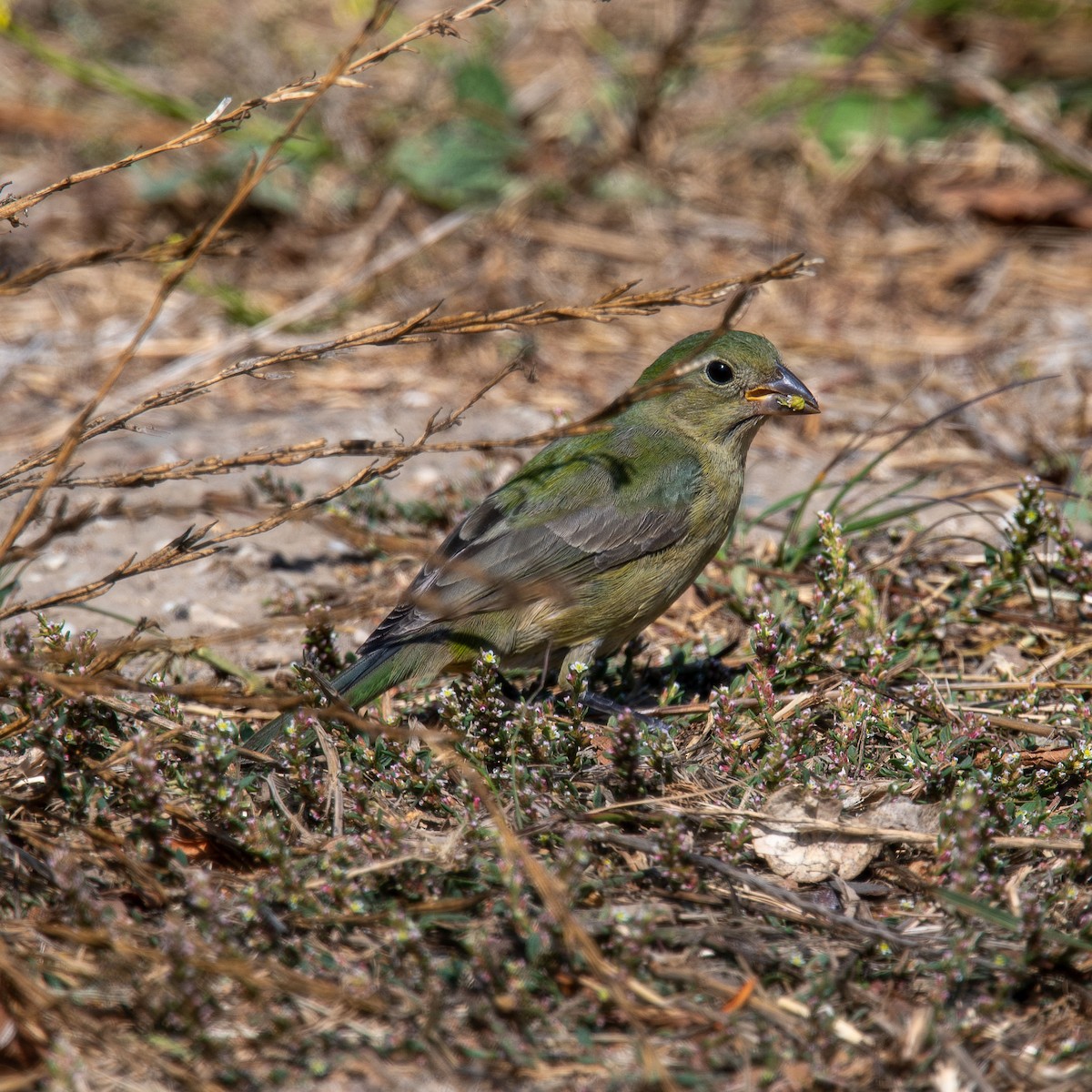 Painted Bunting - ML624911788