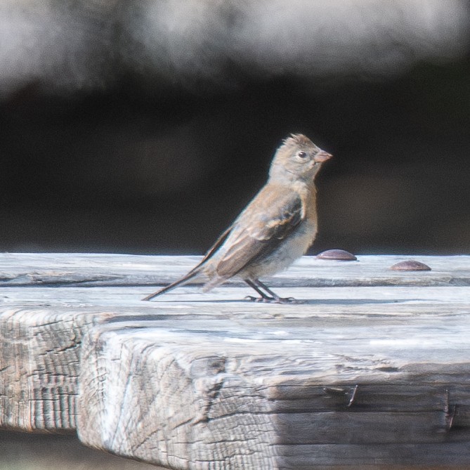 Lazuli Bunting - ML624911794