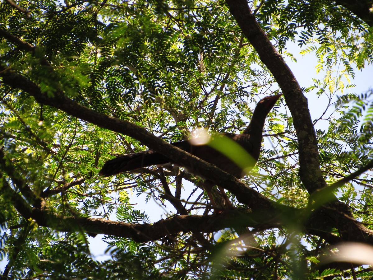 Chaco Chachalaca - ML624911814