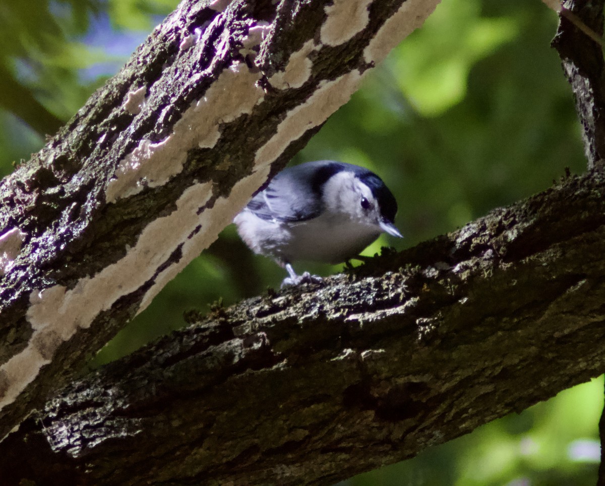 White-breasted Nuthatch - ML624911817