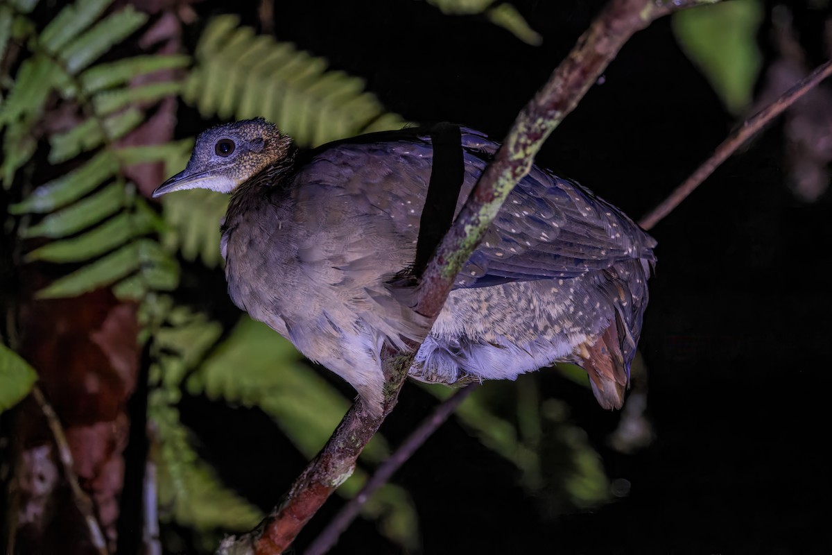 White-throated Tinamou - ML624911861