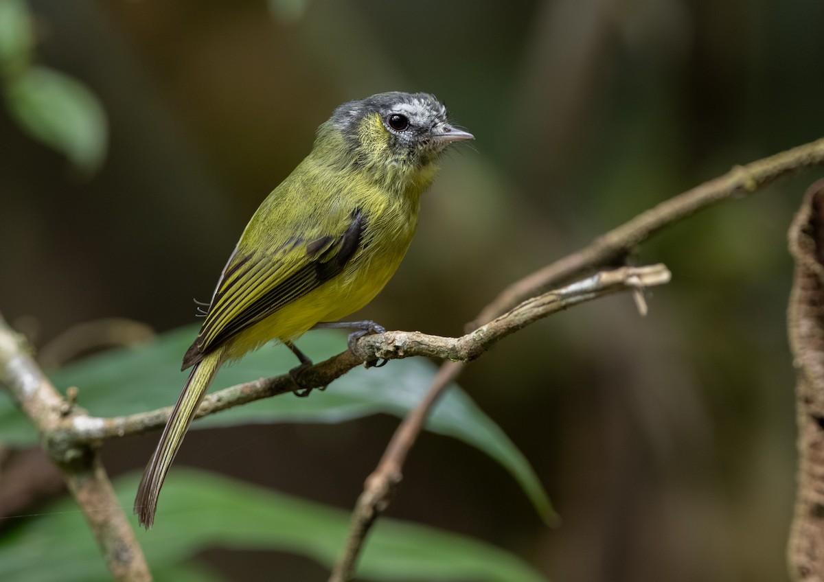 Southern Bristle-Tyrant - ML624911890