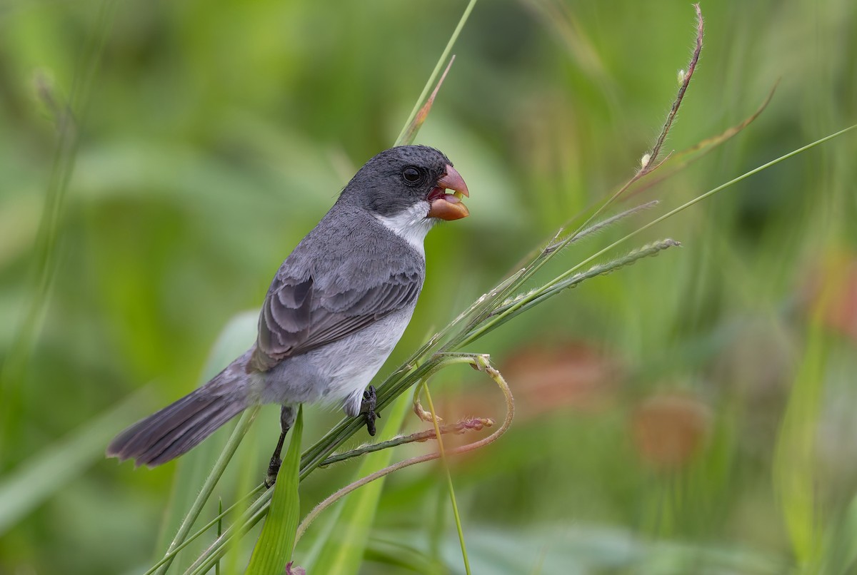 White-bellied Seedeater - ML624912006