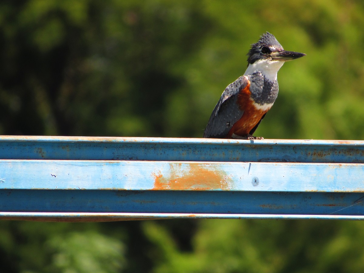 Ringed Kingfisher - Ricardo Hope