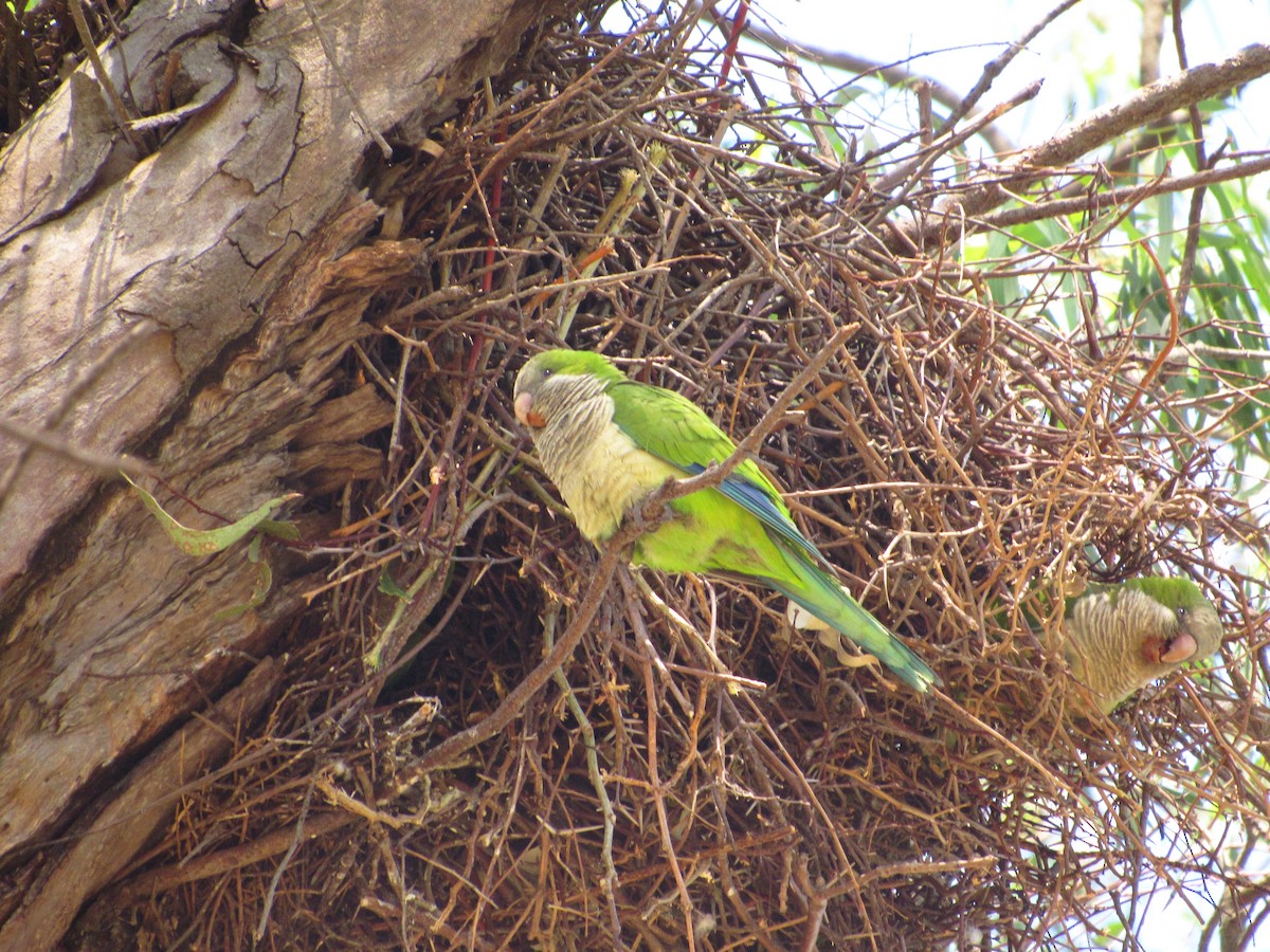 Monk Parakeet - ML624912094