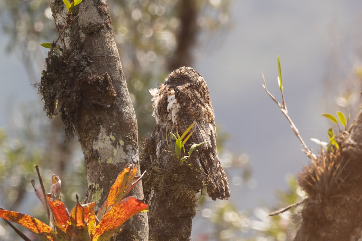 Andean Potoo - ML624912100