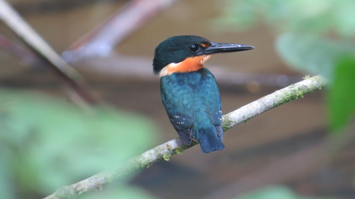 American Pygmy Kingfisher - ML624912141