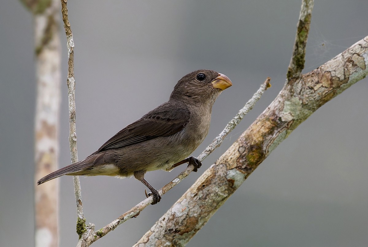 Temminck's Seedeater - ML624912155