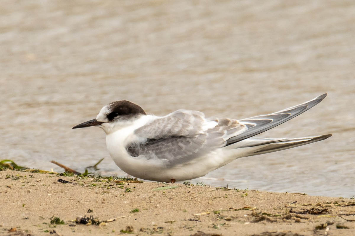 rybák dlouhoocasý - ML624912179