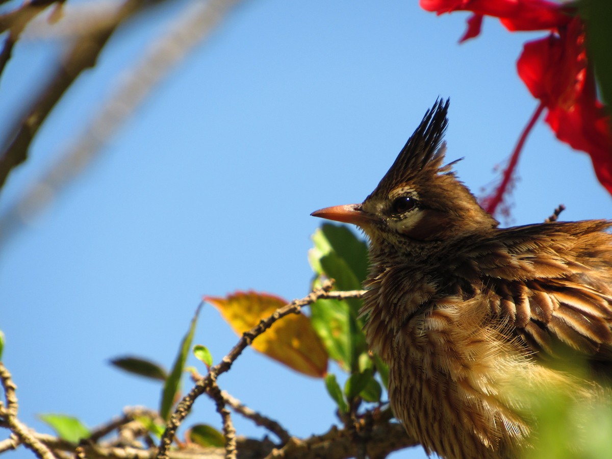 Lark-like Brushrunner - ML624912181