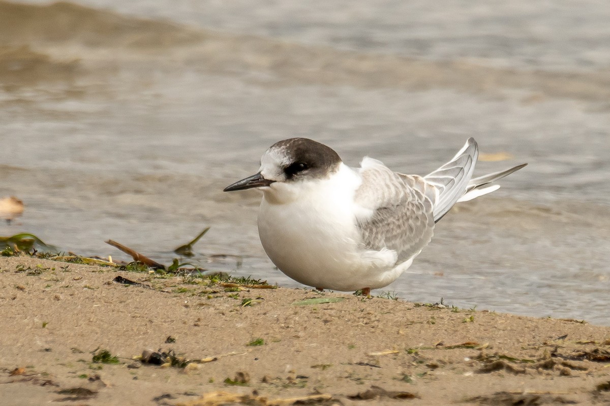 rybák dlouhoocasý - ML624912184