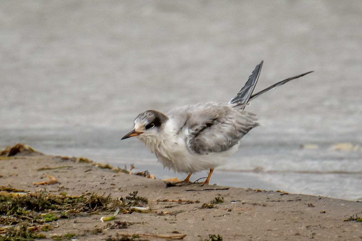 rybák obecný - ML624912195