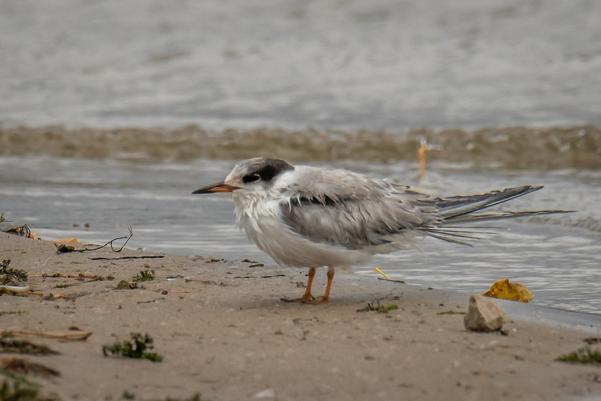 rybák obecný - ML624912196