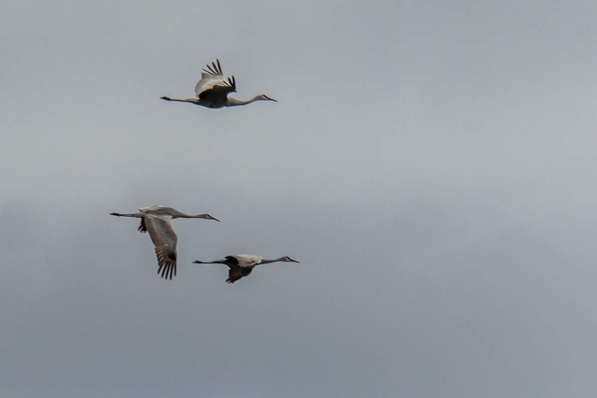 jeřáb kanadský - ML624912200