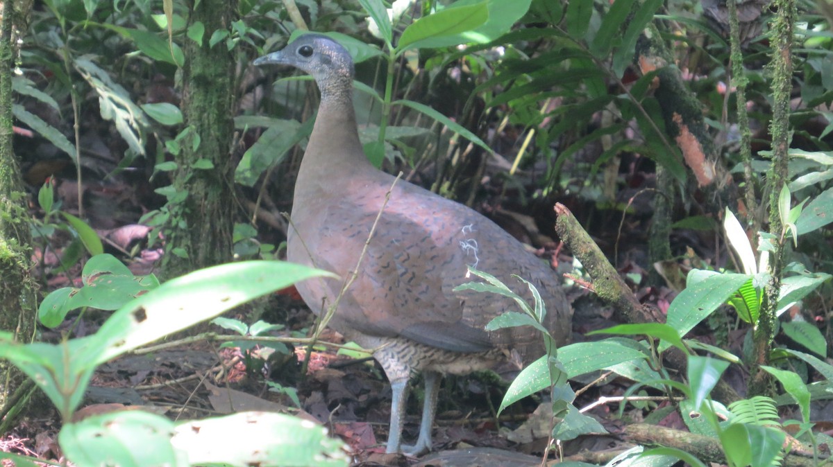 Great Tinamou - ML624912468