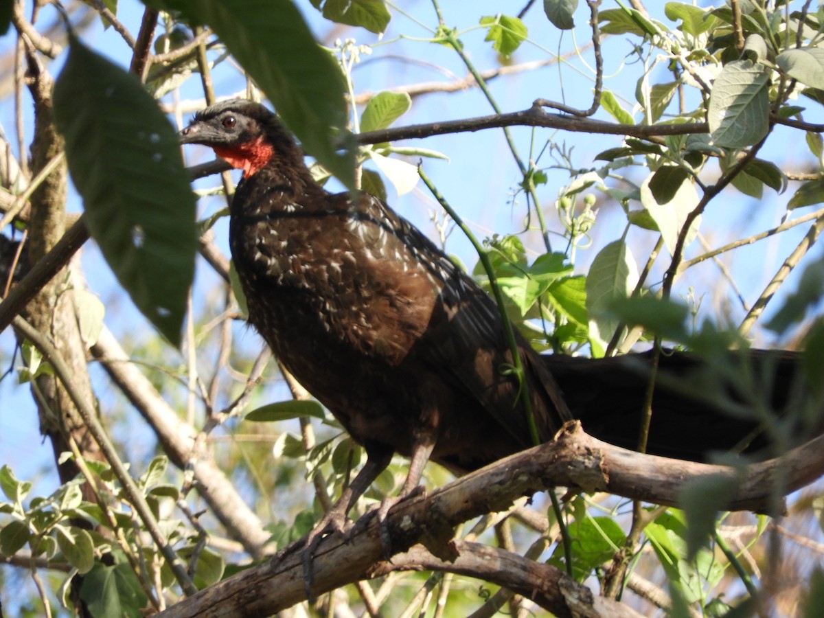 Yungas Guan - Pablo Mealla