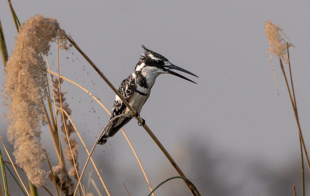 Pied Kingfisher - ML624912521