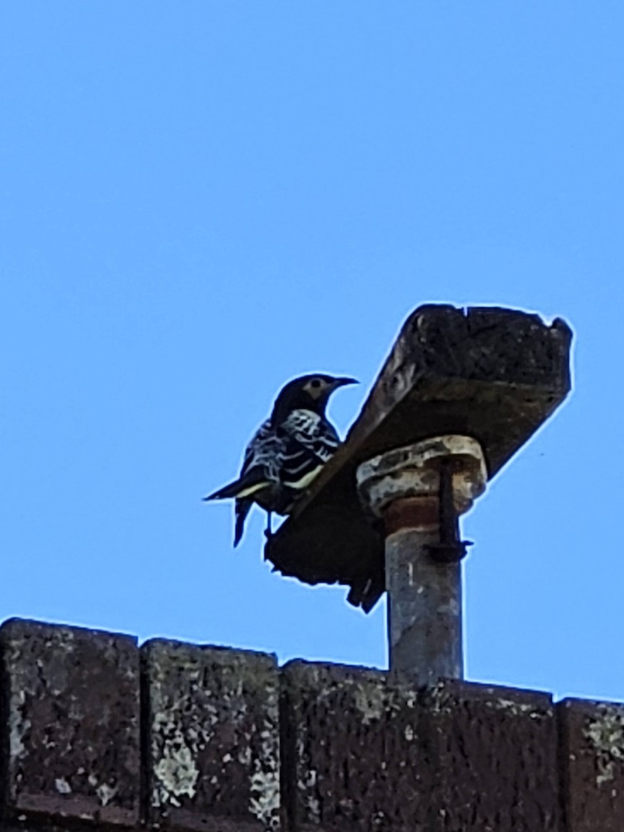 Regent Honeyeater - ML624912705