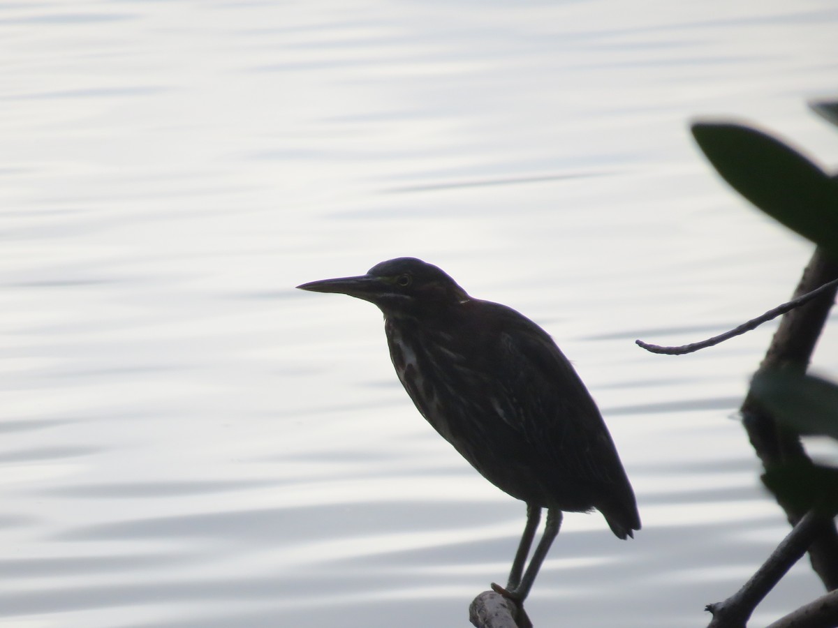 Green Heron - ML624912800