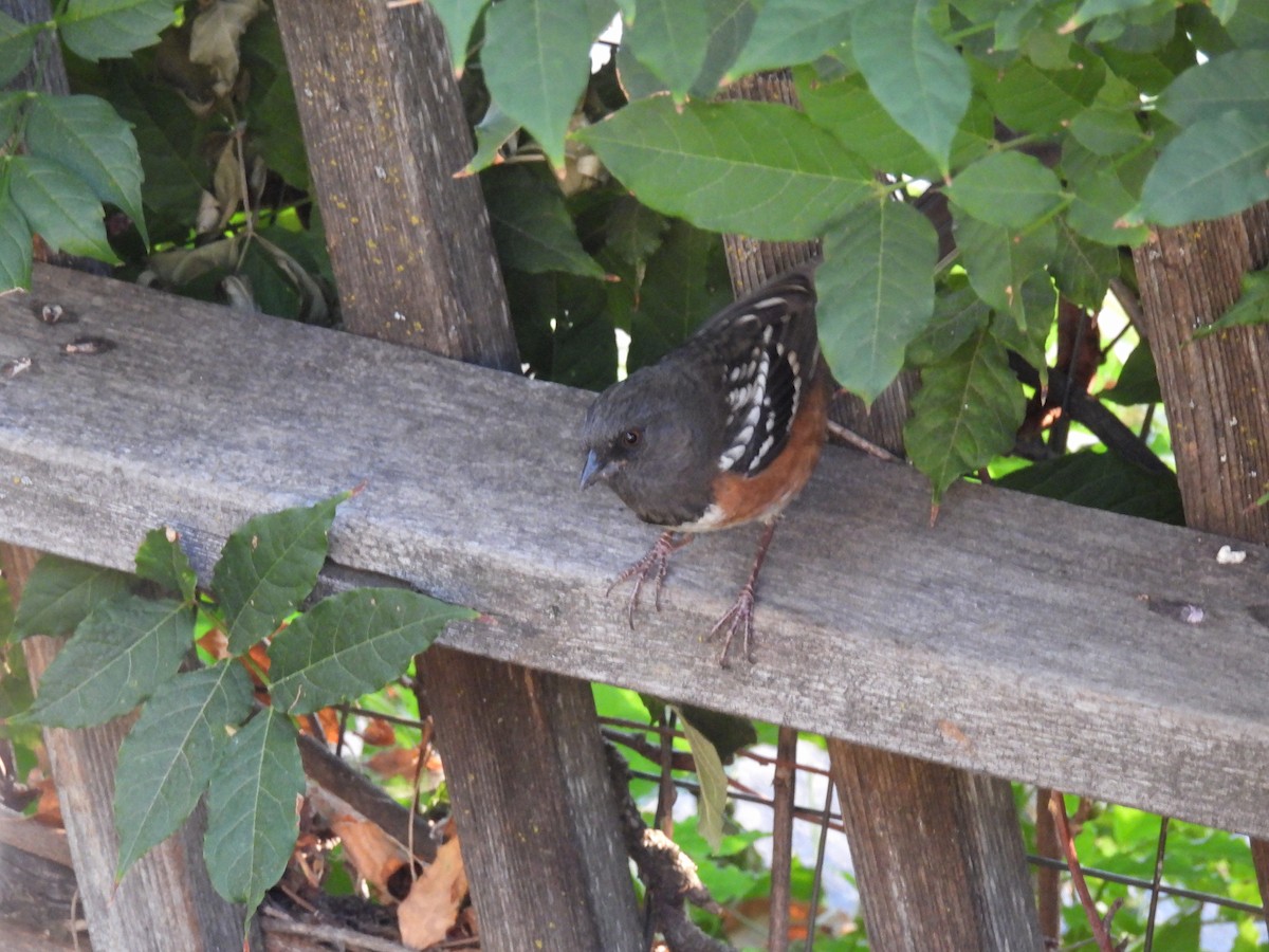 Spotted Towhee - ML624912805