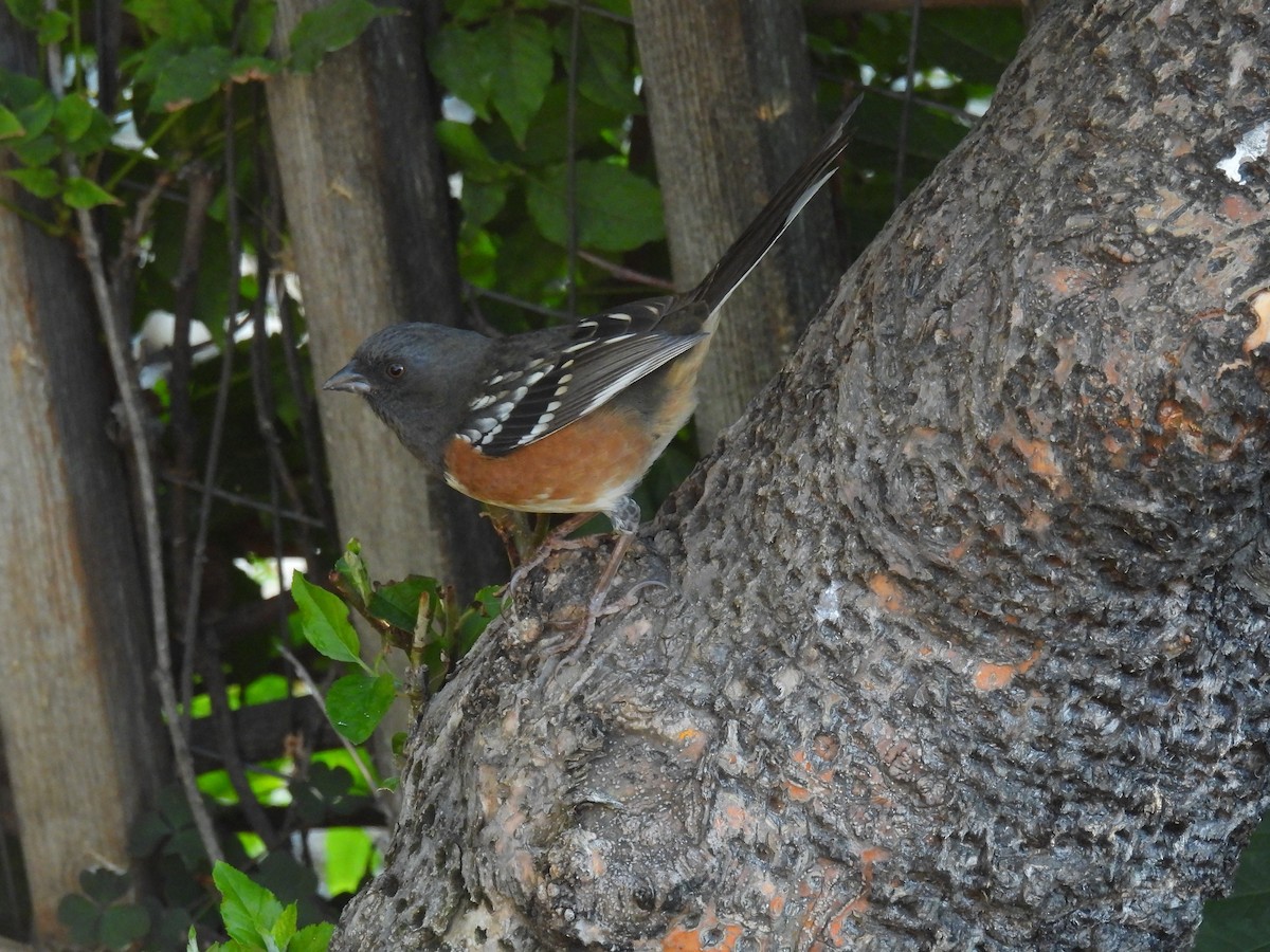 Spotted Towhee - ML624912806