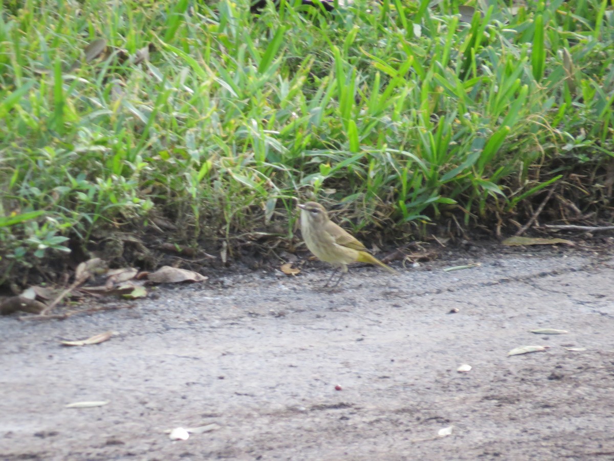 Palm Warbler - ML624912812