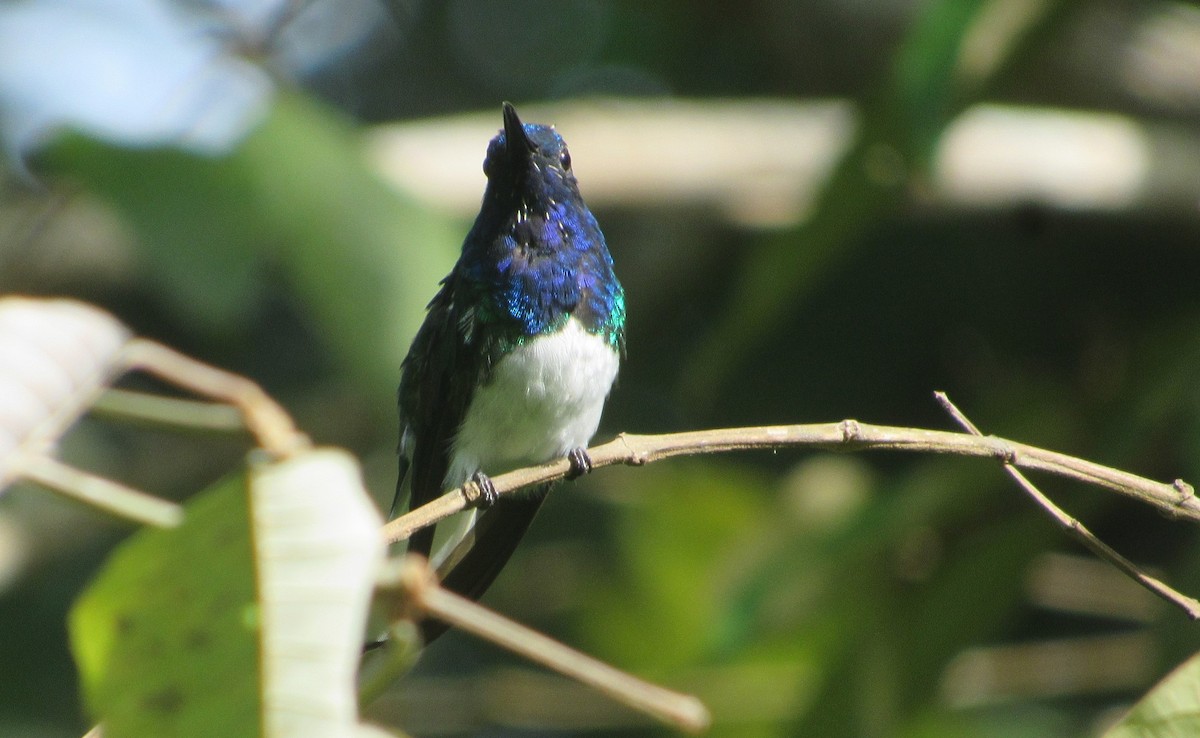 White-necked Jacobin - ML624912844