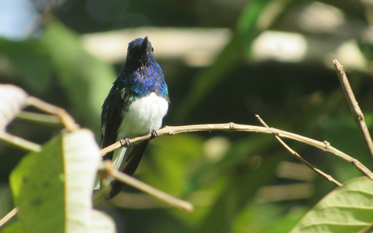 White-necked Jacobin - ML624912845