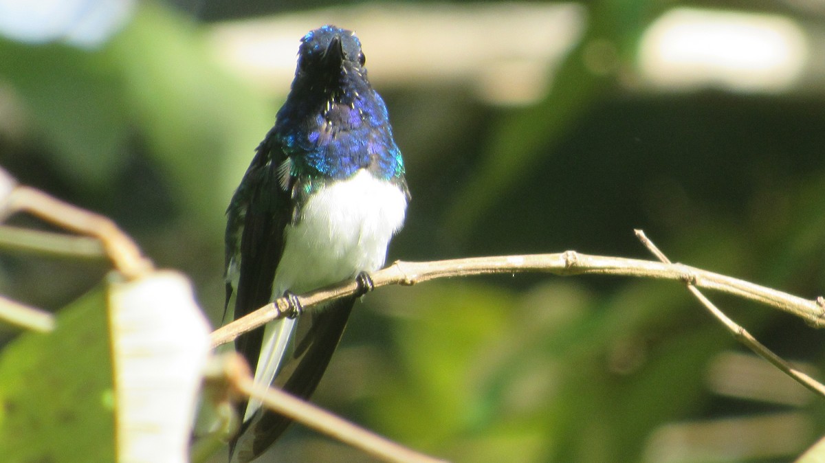 White-necked Jacobin - ML624912846