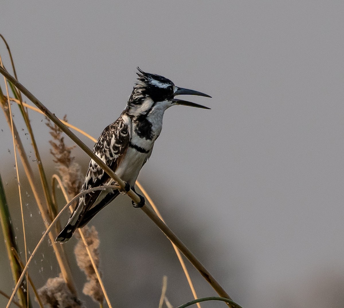 Pied Kingfisher - ML624912883