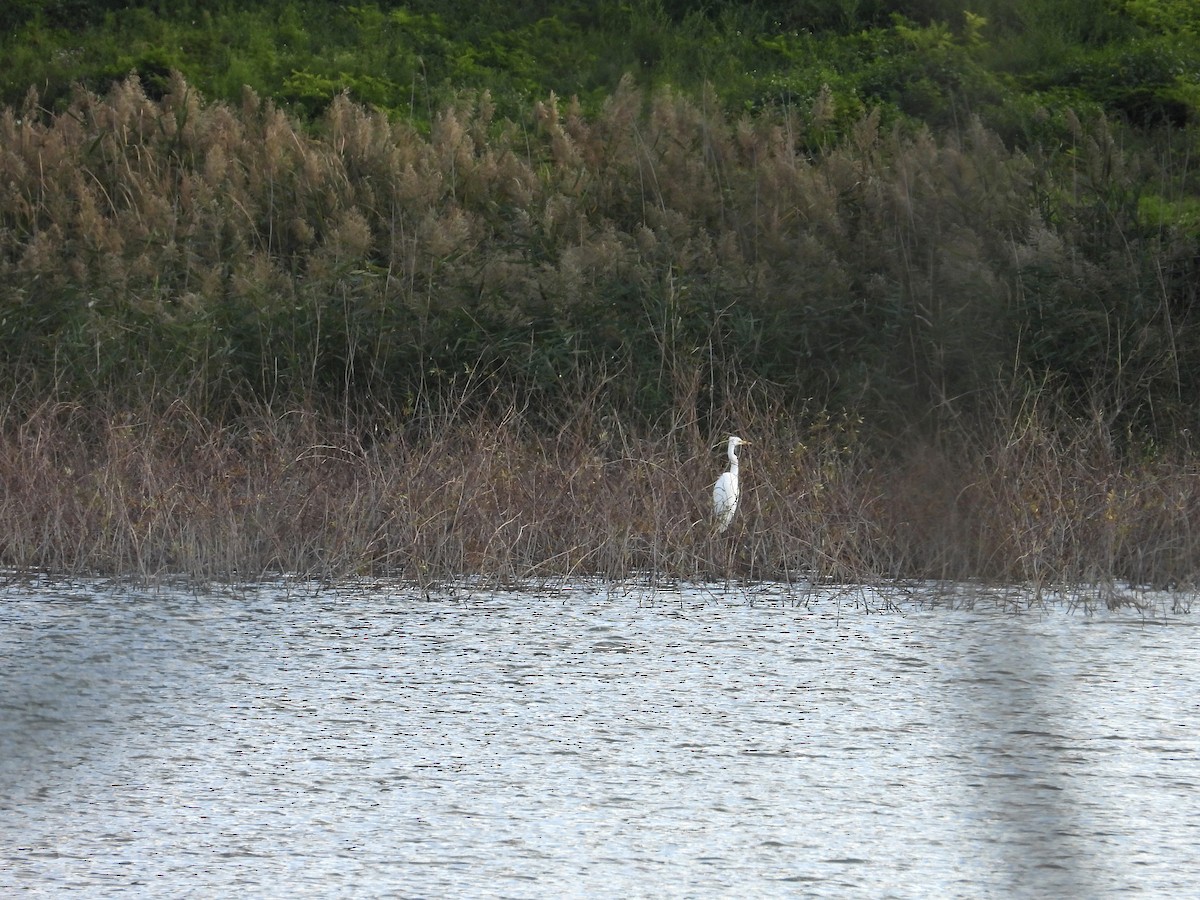 Büyük Ak Balıkçıl - ML624912926