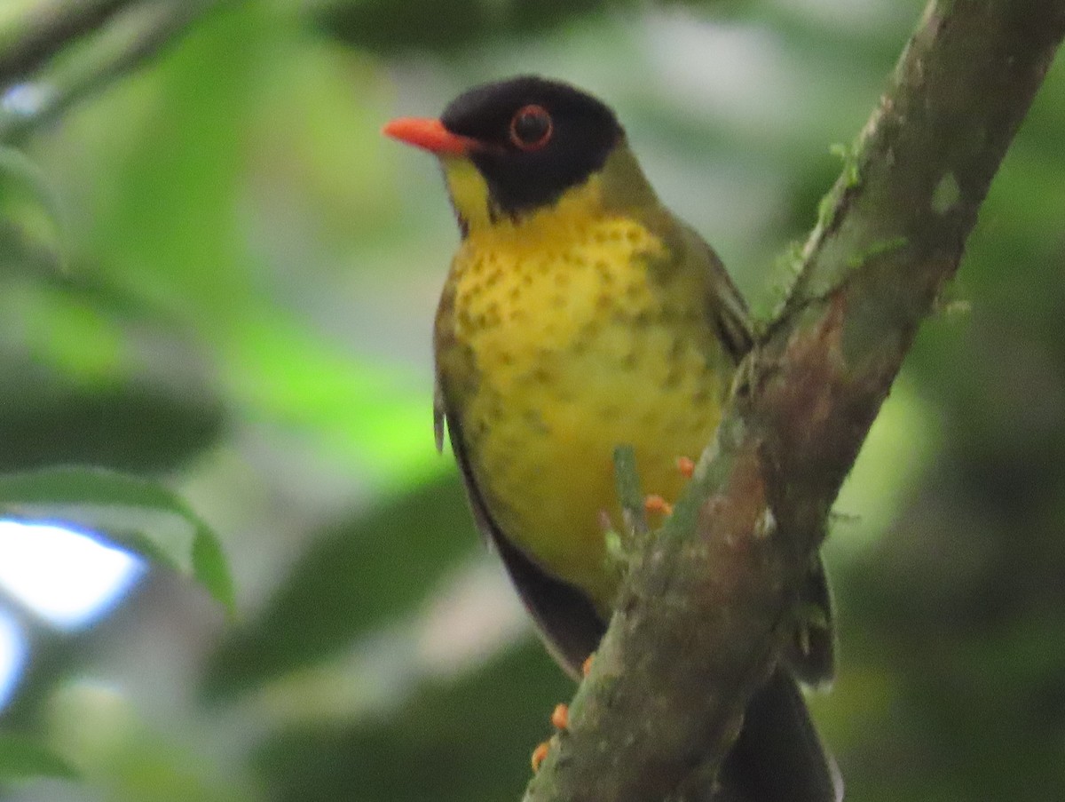 Yellow-throated Nightingale-Thrush - ML624912939