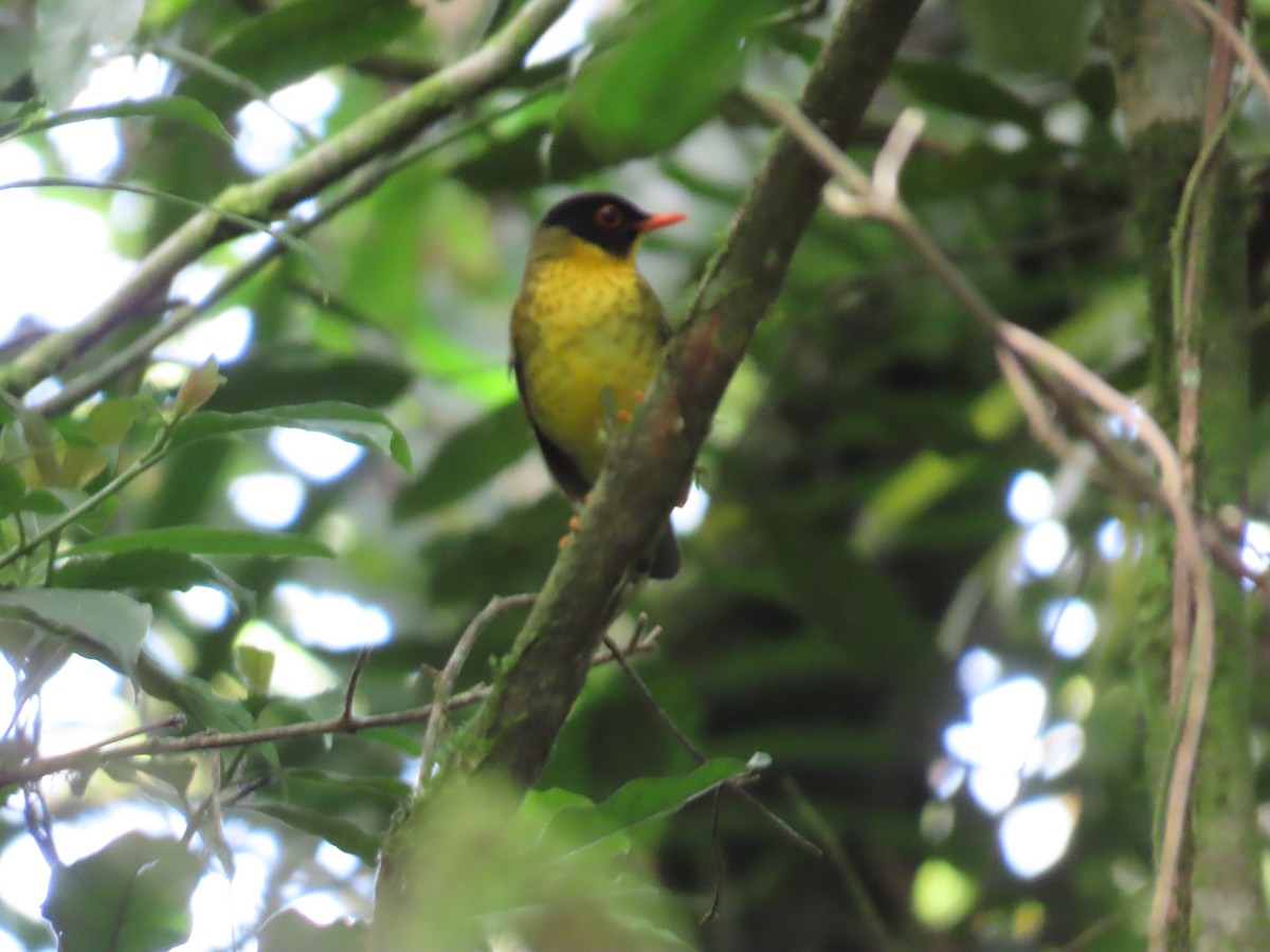 Yellow-throated Nightingale-Thrush - ML624912940