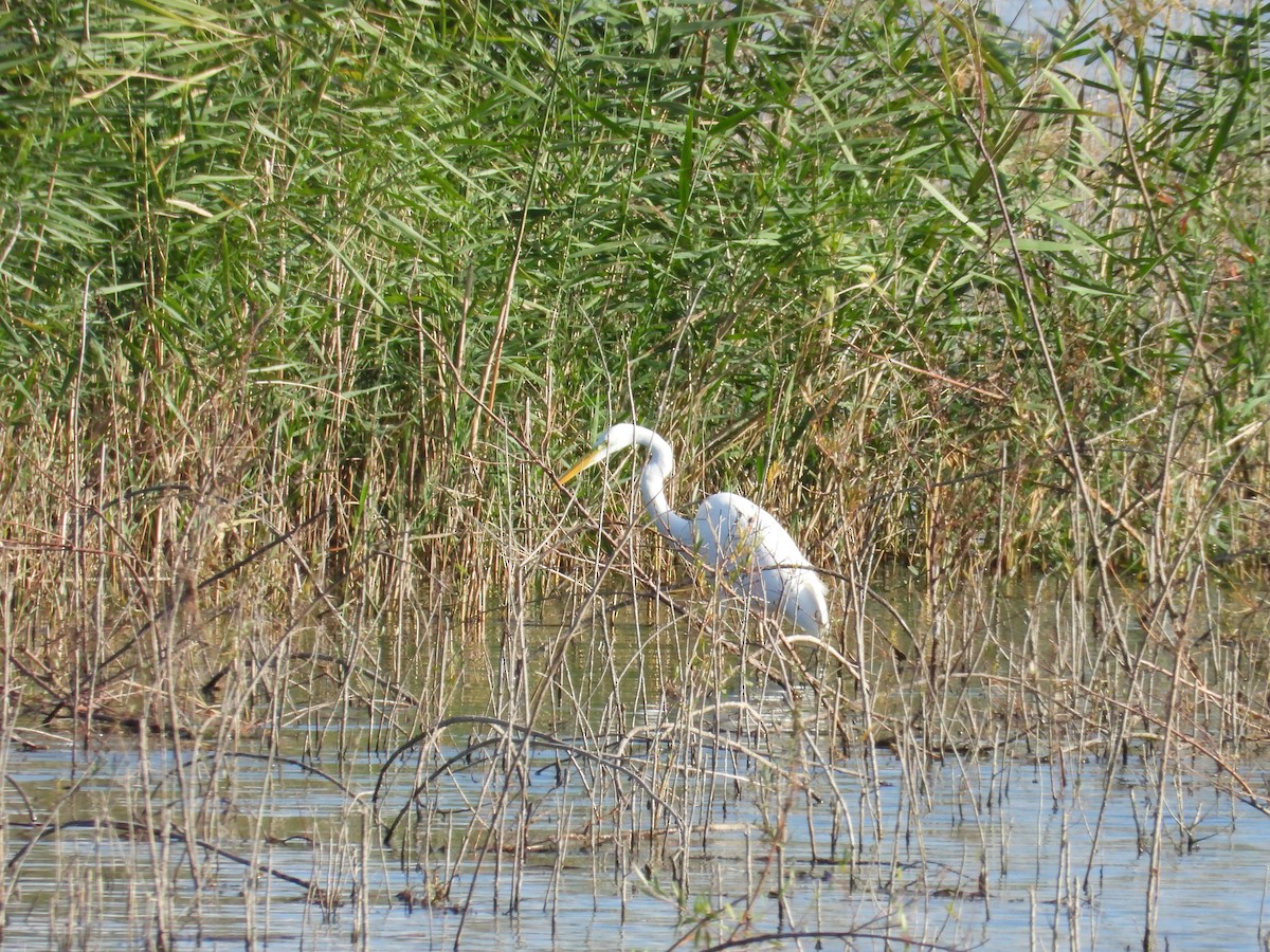 Büyük Ak Balıkçıl - ML624912964