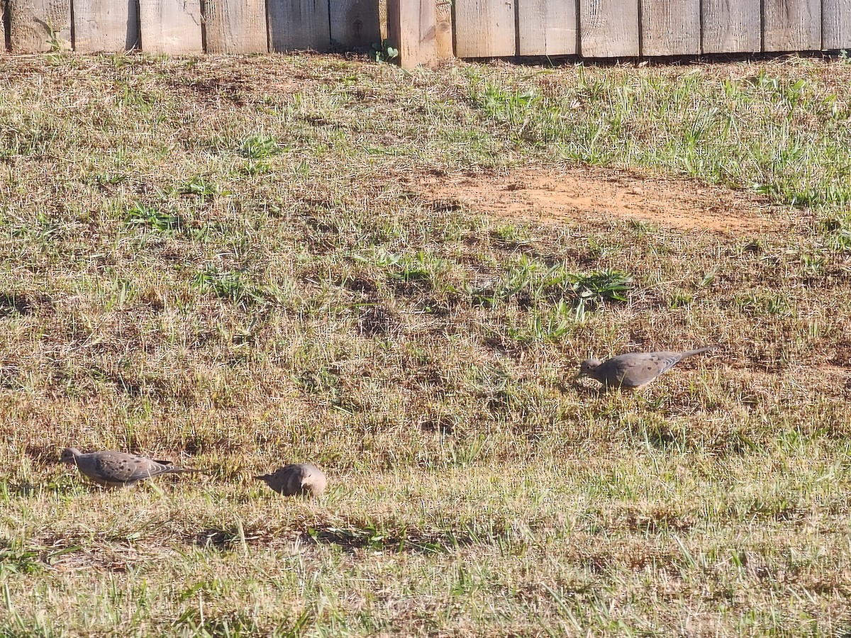 Mourning Dove - ML624913002