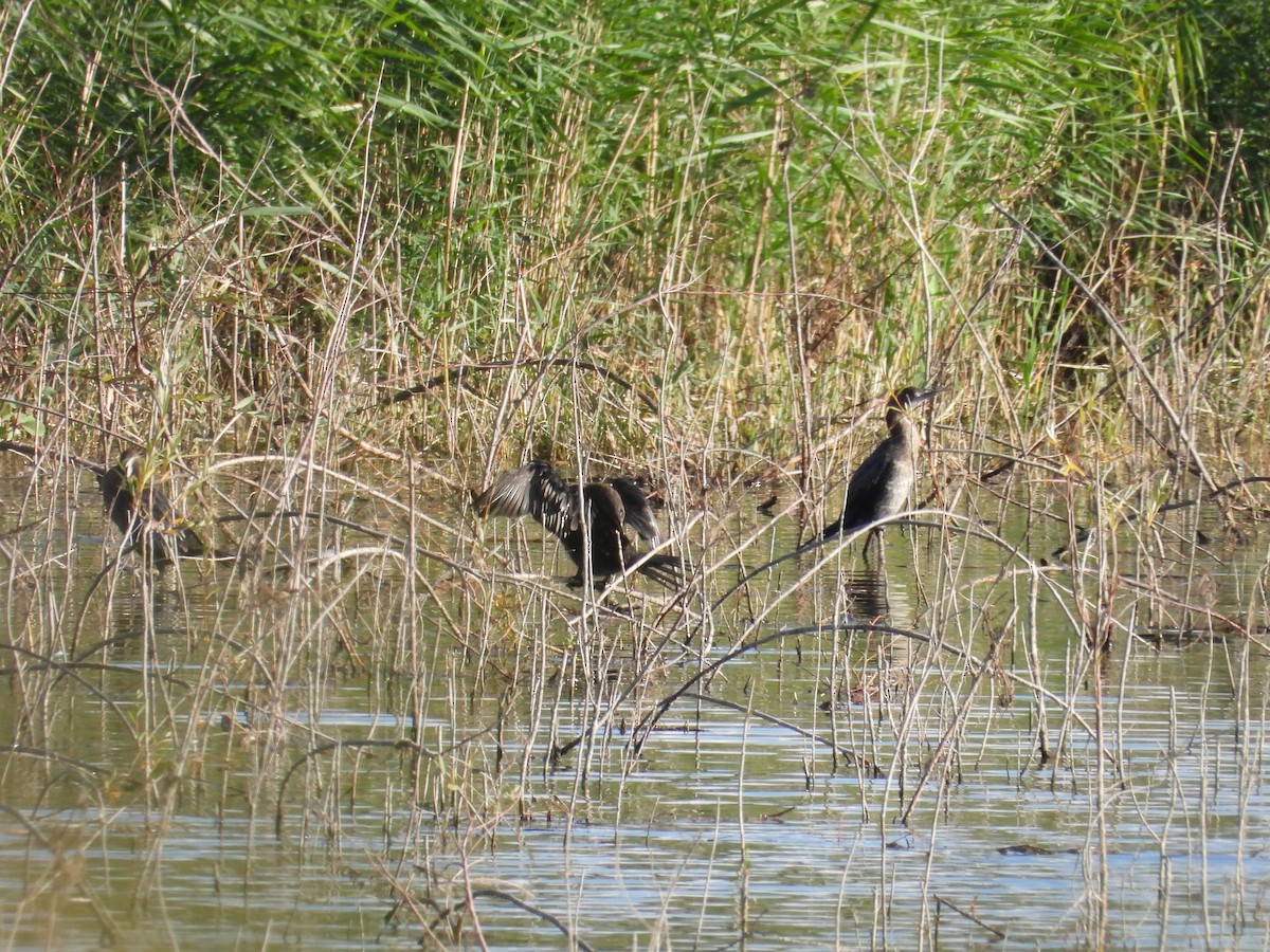 Küçük Karabatak - ML624913035