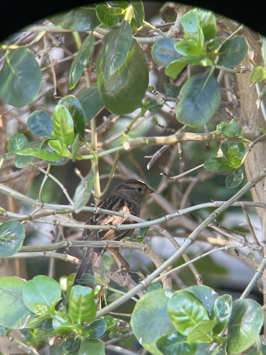 White-crowned Sparrow (Yellow-billed) - ML624913053
