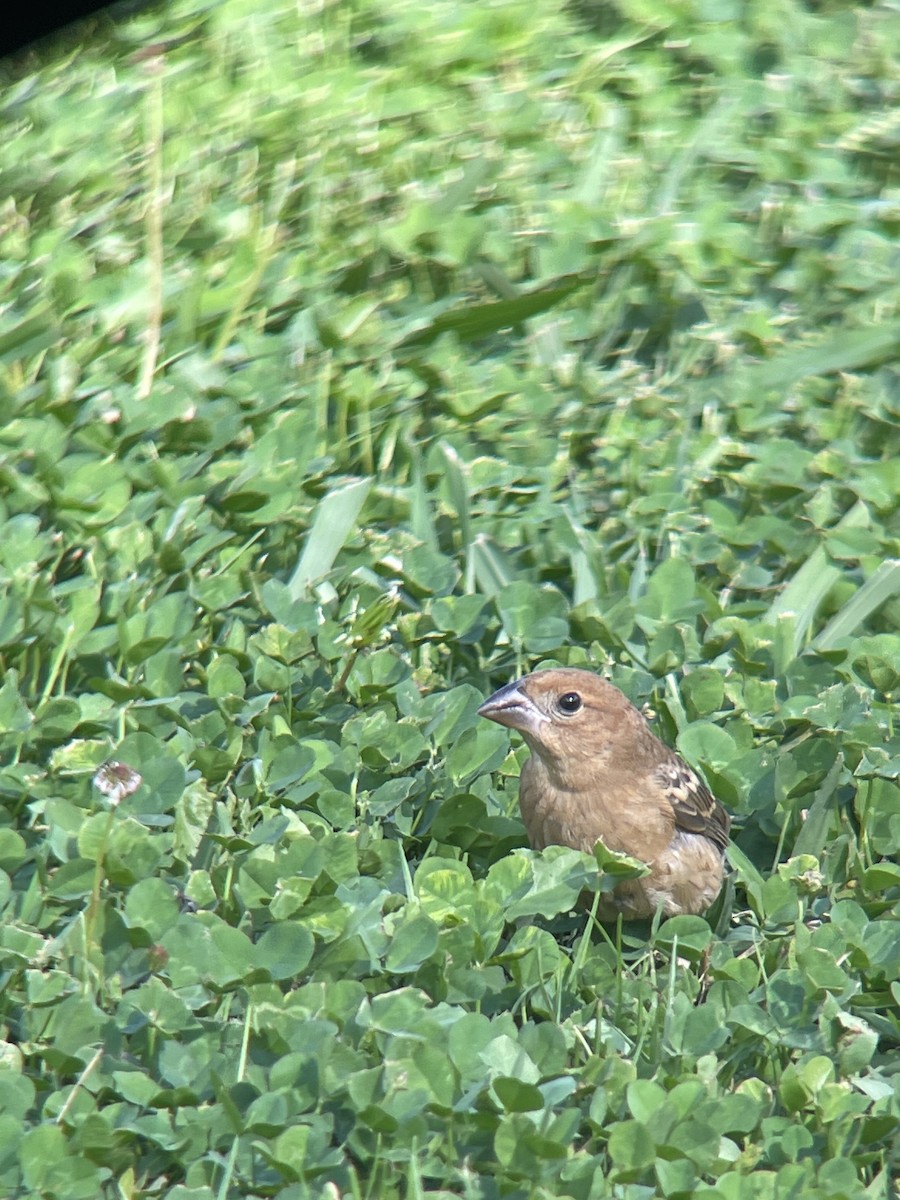 Blue Grosbeak - ML624913056