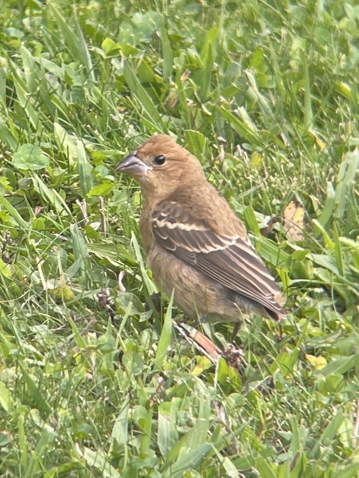 Blue Grosbeak - ML624913057