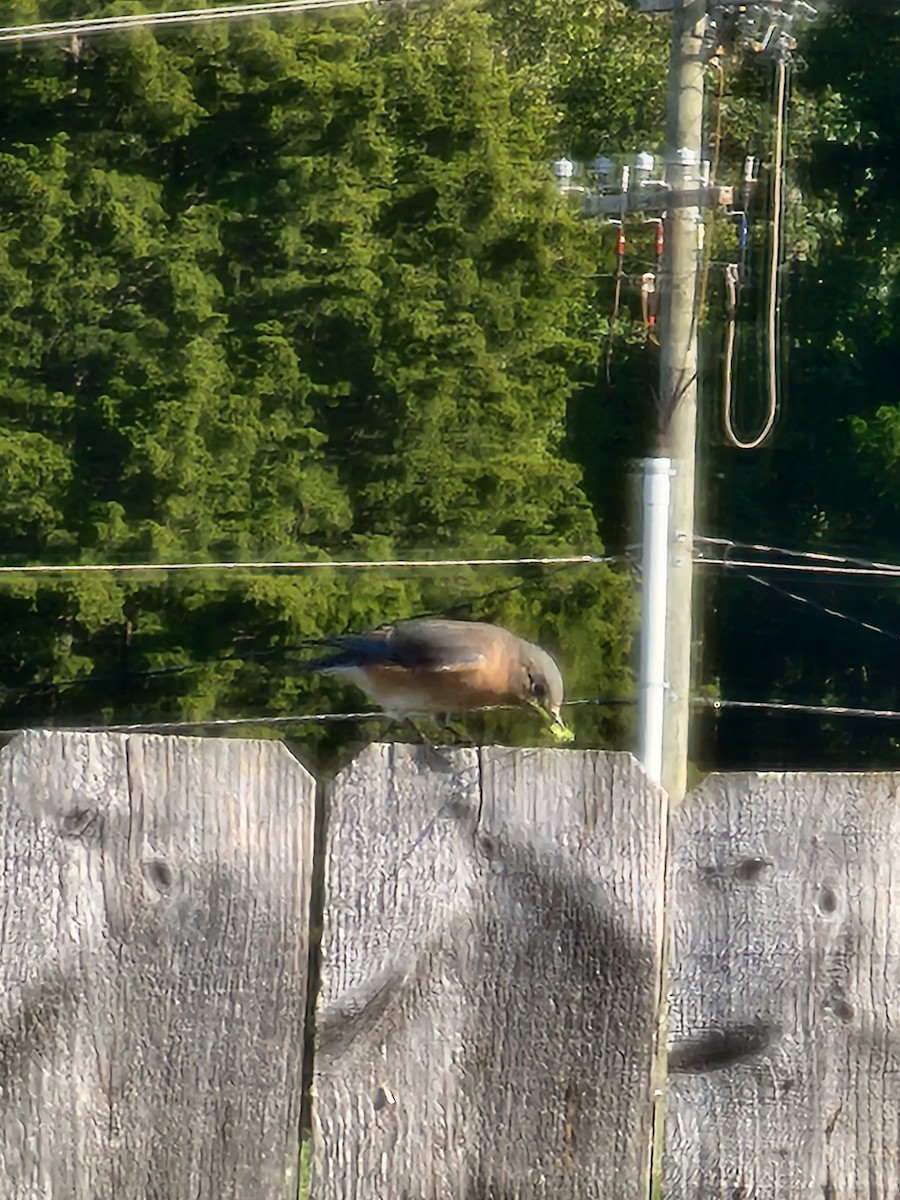 Eastern Bluebird - ML624913062