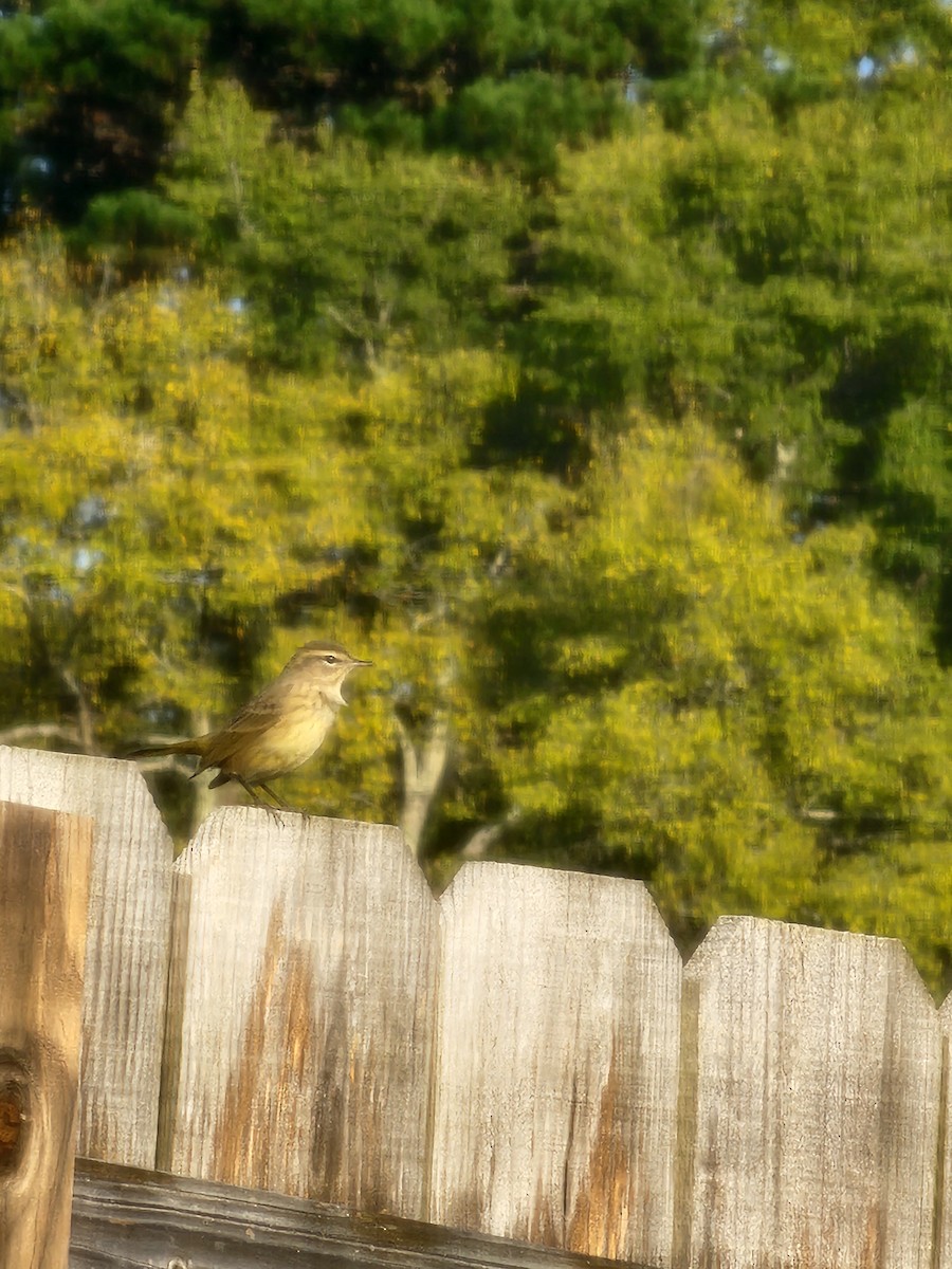 Palm Warbler - ML624913091