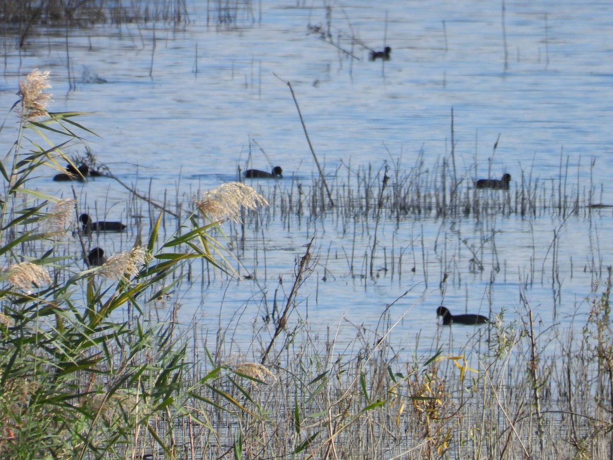 Sakarmeke - ML624913106